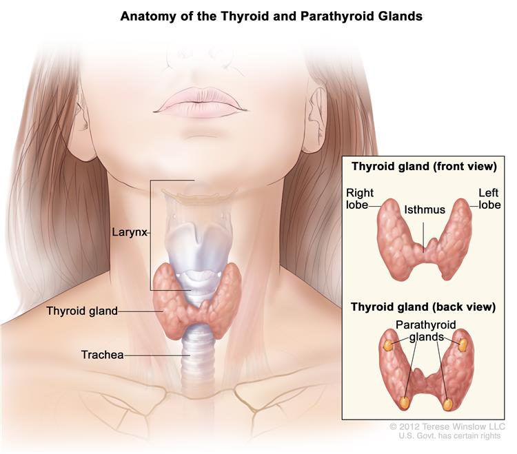 Thyroid Cancer Surgery